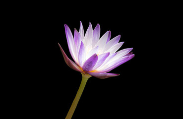 purple lotus flower