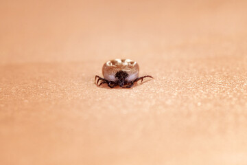 Engorged tick on a human skin. Lyme disease caused by borrelia.