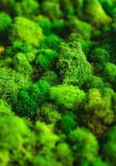 natural green moss background macro shot texture blank