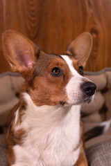 Cute kind beautiful dog corgi cardigan close up