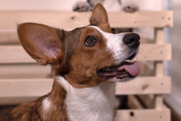 Cute kind beautiful dog corgi cardigan close up