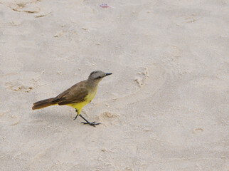 Beautiful bird on the beach of Copacabana. Rio de Janeiro, February 2020.