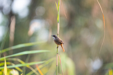 Grey - Bushchat