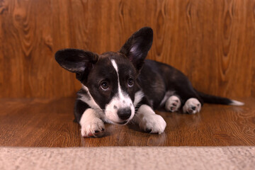 Little kind beautiful funny dog corgi cardigan, corgi puppy close up