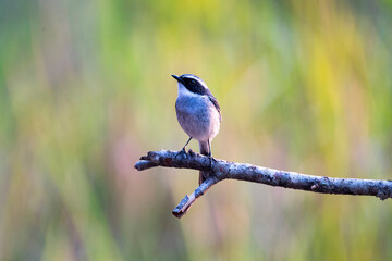 Grey Bushchat