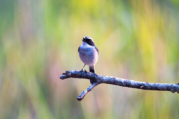 Grey Bushchat