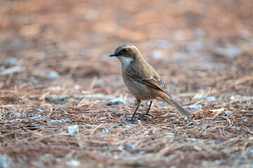 Grey Bushchat
