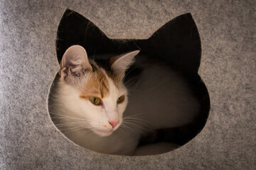 A cat relaxing in its safe place © Rochu_2008