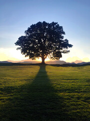 Obraz premium Tree at sunset.