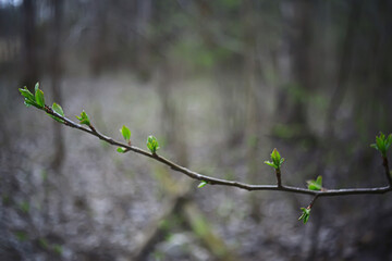 abstract sunny day background in spring forest, branches with buds and young leaves in the sunlight