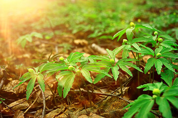 green grass leaves top view wild field / summer in the jungle, forest grass abstract view, background