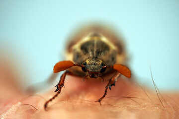 Cockchafer sits on a rope, insect in isolation. Insect with hard elytra, pest of tree species, hard winged. Brown long-legged beetle with a hairy abdomen side view
                              