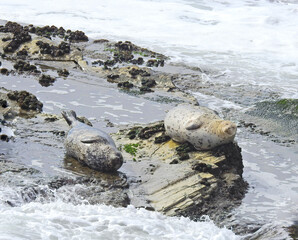 Harbor seals relaxing on the rocky shores of Carpinteria, in Santa Barbara County, California.