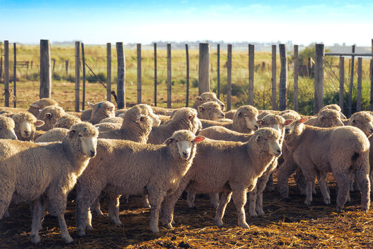 ganado ovino en los corrales de un campo en Buenos Aires