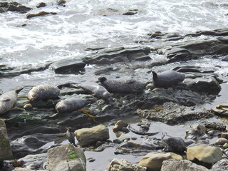 Harbor seals relaxing on the rocky shores of Carpinteria, in Santa Barbara County, California.