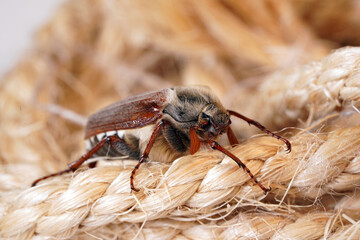 Cockchafer sits on a rope, insect in isolation. Insect with hard elytra, pest of tree species, hard winged. Brown long-legged beetle with a hairy abdomen side view
                              