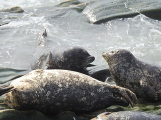 Harbor seals relaxing on the rocky shores of Carpinteria, in Santa Barbara County, California.