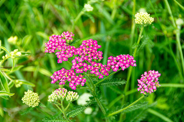 Pink yarrow flowers in the garden. Achillea millefolium.