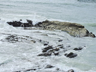 Harbor seals relaxing on the rocky shores of Carpinteria, in Santa Barbara County, California.
