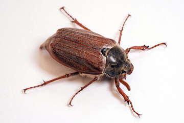Cockchafer sits on a rope, insect in isolation. Insect with hard elytra, pest of tree species, hard winged. Brown long-legged beetle with a hairy abdomen side view
                              