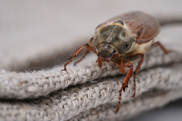 Cockchafer sits on a rope, insect in isolation. Insect with hard elytra, pest of tree species, hard winged. Brown long-legged beetle with a hairy abdomen side view
                              