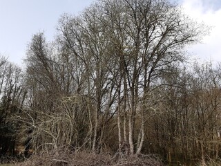 Robles al nordeste de Galicia antes del inicio de la primavera