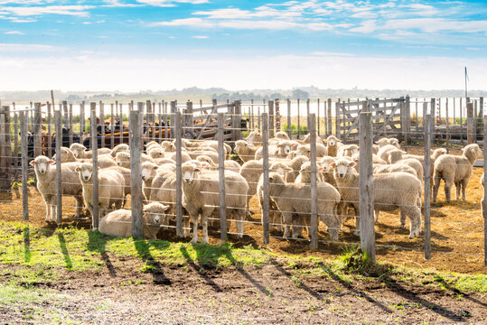 Ovejas en la Patagonia. Ganado ovino en los corrales de un campo en Buenos Aires