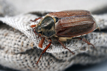 Cockchafer sits on a rope, insect in isolation. Insect with hard elytra, pest of tree species, hard winged. Brown long-legged beetle with a hairy abdomen side view
                              