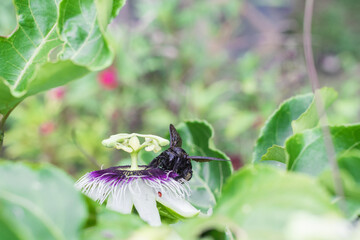 bombus atratus, pauloensis, black manganga or paramo bumblebee (abejorro negro), flower pollination in passion fruit cultivation. lives mainly in South America