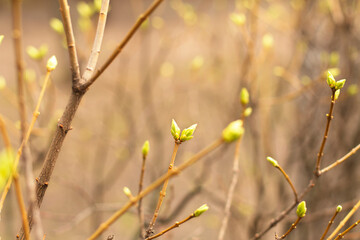 Spring blurred background, young branches with leaves and buds. First fresh spring foliage