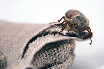 Cockchafer sits on a rope, insect in isolation. Insect with hard elytra, pest of tree species, hard winged. Brown long-legged beetle with a hairy abdomen side view
                              