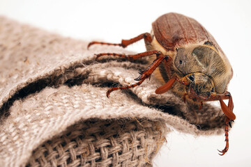 Cockchafer sits on a rope, insect in isolation. Insect with hard elytra, pest of tree species, hard winged. Brown long-legged beetle with a hairy abdomen side view
                              