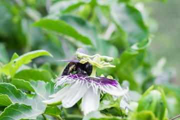 bombus atratus, pauloensis, black manganga or paramo bumblebee (abejorro negro), flower pollination in passion fruit cultivation. lives mainly in South America