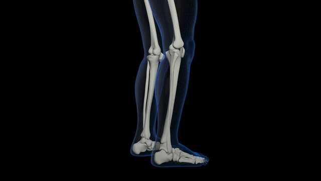 Skeleton Legs With Alpha Channel 
