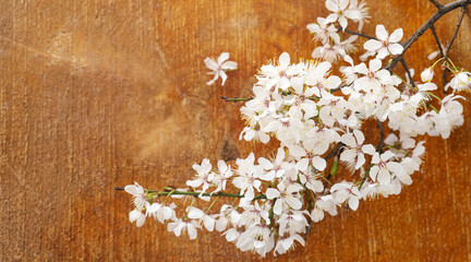 Spring banner. Apricot blossom flowers on wooden background, top view