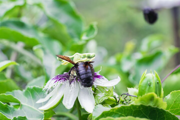 bombus atratus, pauloensis, black manganga or paramo bumblebee (abejorro negro), flower pollination in passion fruit cultivation. lives mainly in South America, photo from the back or tail