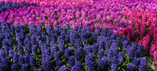 Obraz premium hyacinth flowers close-up in the garden