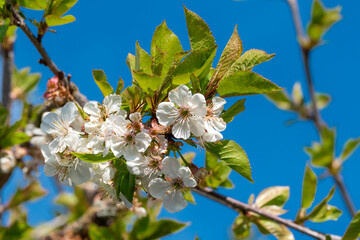 Beautiful floral image of spring. Branches of blossoming. Beautiful spring nature background with lovely blossom