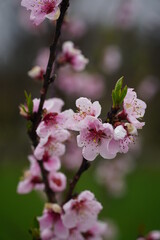 A sprig of nectarine with blooming flowers with raindrops on the petals. Latin name - Prunus persica var. nucipersica Stark Red Gold. Blurred background with copy space. Selective focus.