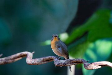 Fototapeta premium Hill Blue Flycatcher