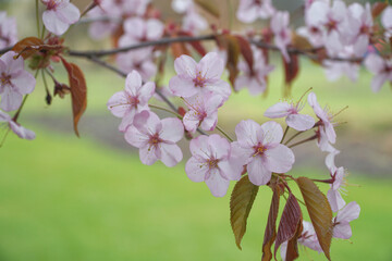 Cherry twig with blooming flowers, sakura. Blurred background with copy space. Selective focus.