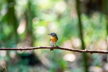 Hill Blue Flycatcher