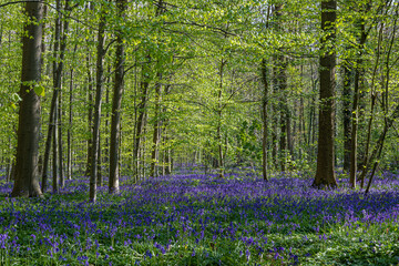 Obraz na płótnie Canvas Hallerbos (English: Hallerbos) with the giant Sequoia trees and a carpet full of purple blooming bluebells in springtime, turns the forest into a magical setting for a hike in nature. 