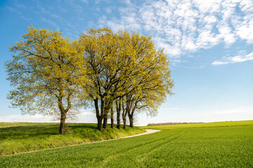 Green hill with dreamy clouds and blue sky in the background.