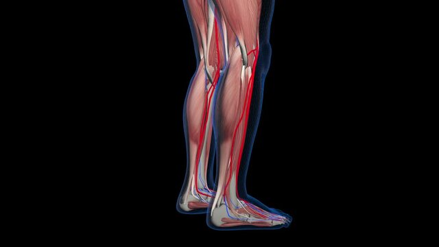 Legs Muscle With Alpha Channel
