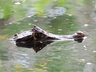 se asoma el caiman