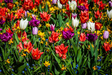 tulips in amazing spring garden detail. Beautiful Spring Flowers.