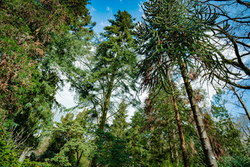 Dark green forest landscape. Wild Forest