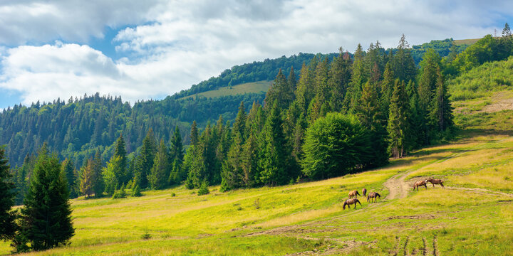 fir trees on the hills and meadows. summer mountain landscape in the forenoon. beautiful view of carpathian nature