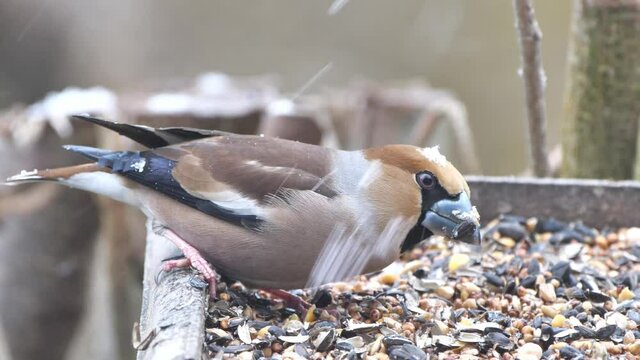 hawfinch on forest background